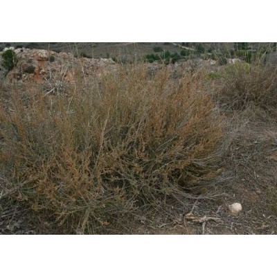 Salsola vermiculata L. 