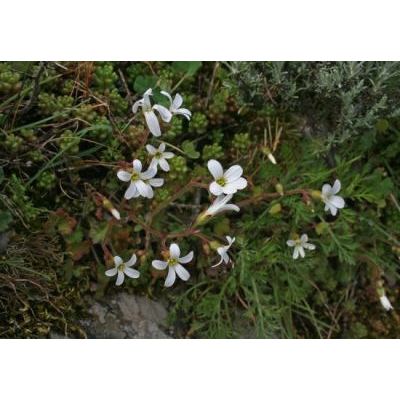 Saxifraga corsica (Ser.) Gren. & Godr. 