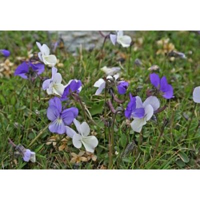 Viola corsica Nyman 