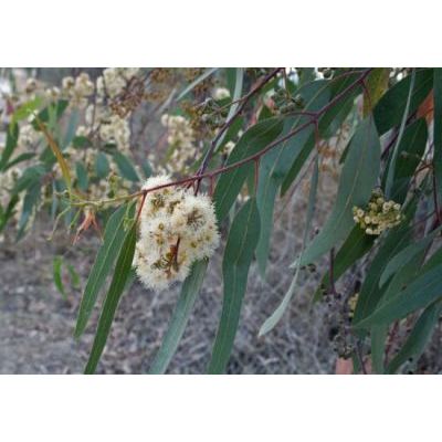 Eucalyptus camaldulensis Dehnh. 