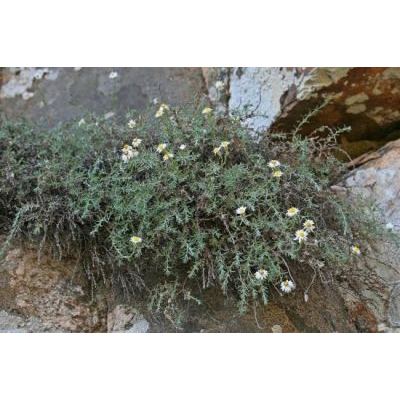 Helichrysum montelinasanum Em. Schmid 