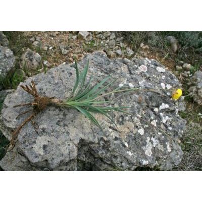 Ranunculus gramineus L. 