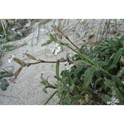 Silene succulenta Forssk. 