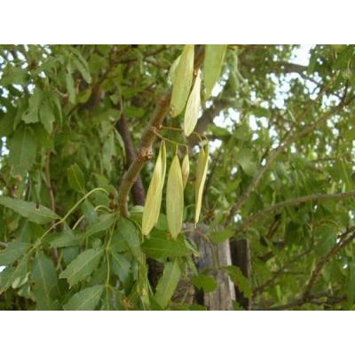 Fraxinus angustifolia Vahl 
