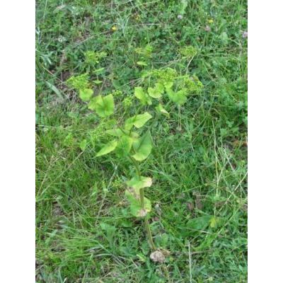 Smyrnium perfoliatum L. 