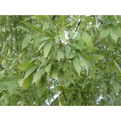 Fraxinus angustifolia Vahl 