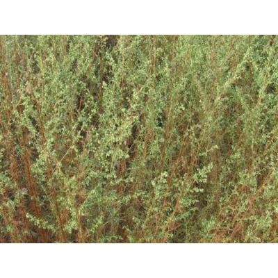 Artemisia campestris L. 