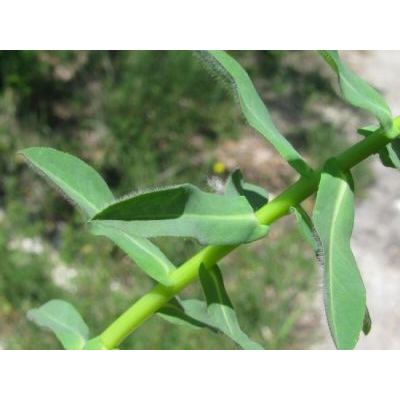Euphorbia platyphyllos L. 