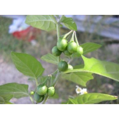 Solanum villosum Mill. 