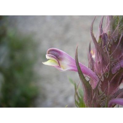 Melampyrum barbatum Willd. 