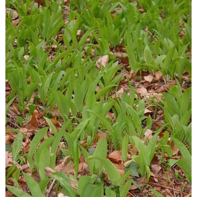 Allium ursinum L. 