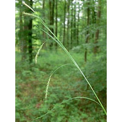 Carex sylvatica Huds. 