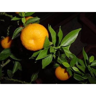 Citrus aurantium L. 
