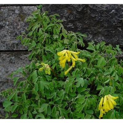 Corydalis lutea (L.) DC. 
