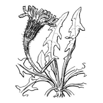 Leontodon autumnalis subsp. pratensis (Less.) Arcang. 