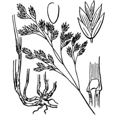 Leucopoa pulchella (Schrad.) H. Scholz & Foggi 