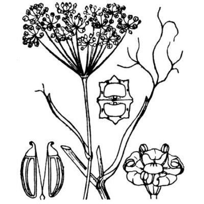Foeniculum vulgare Mill. subsp. vulgare 