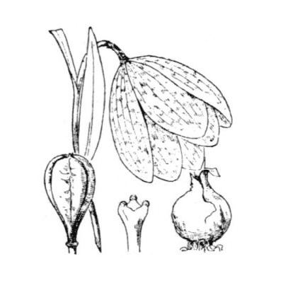 Fritillaria tubiformis Gren. & Godr. subsp. tubiformis 