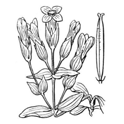 Gentianella campestris (L.) Borner subsp. campestris 