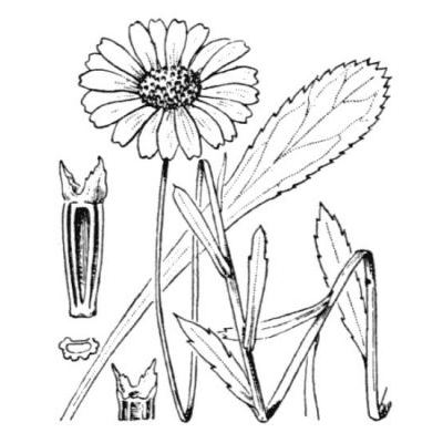 Leucanthemum pallens (Perreym.) DC. 