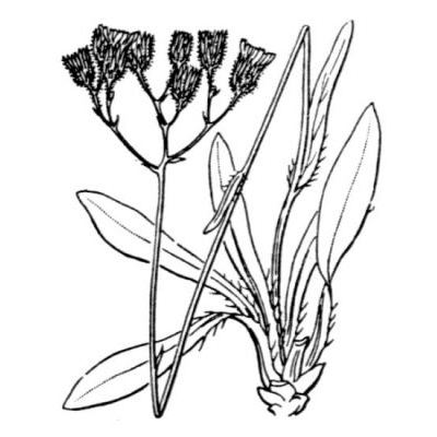 Hieracium florentinum All. 
