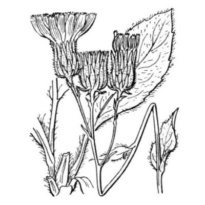 Hieracium glaucopsis Gren. & Godr. 