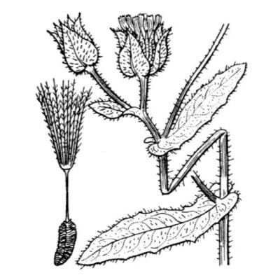 Picris echioides L. 