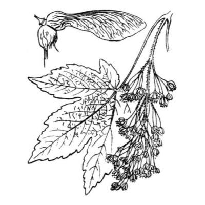 Acer pseudoplatanus L. 