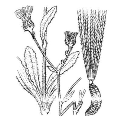 Picris rhagadioloides (L.) Desf. 