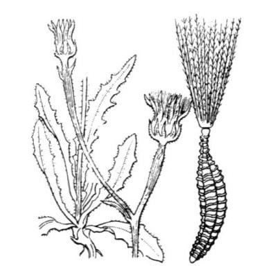 Picris pauciflora Willd. 