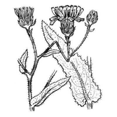 Picris hieracioides subsp. umbellata (Schrank) Ces. 