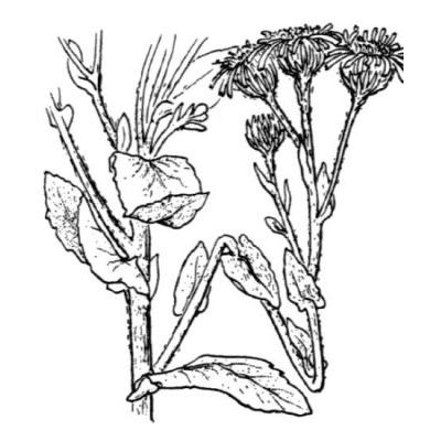 Pulicaria dysenterica (L.) Bernh. 