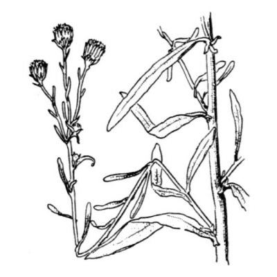 Pulicaria sicula (L.) Moris 