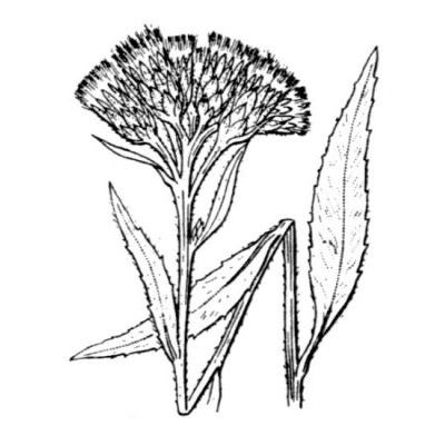 Saussurea alpina (L.) DC. 