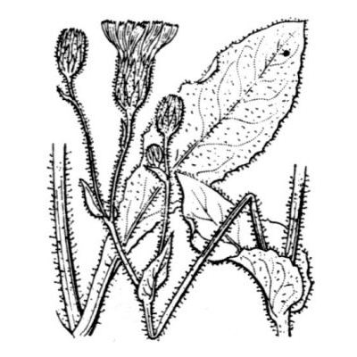 Hieracium pseudocerinthe (Gaudin) W.D.J.Koch 