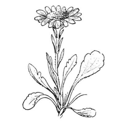 Jacobaea uniflora (All.) Veldkamp 