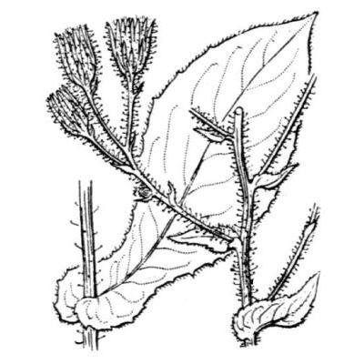 Hieracium ramosissimum Hegetschw. 
