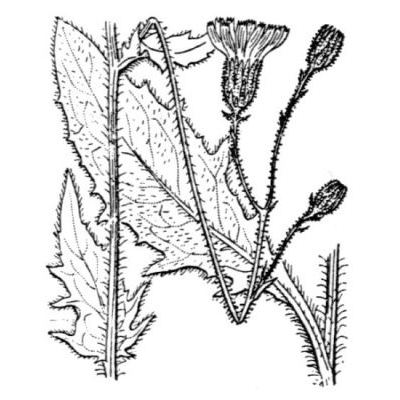 Hieracium rapunculoides Arv.-Touv. 