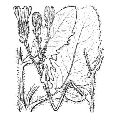 Hieracium amplexicaule subsp. pulmonarioides (Vill.) Ces. 