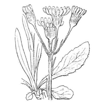 Tephroseris integrifolia subsp. capitata (Wahlenb.) B. Nord. 