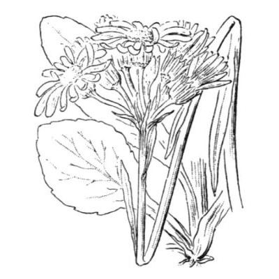 Tephroseris integrifolia (L.) Holub subsp. integrifolia 