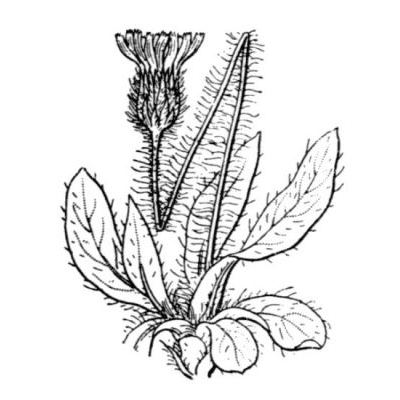 Hieracium piliferum subsp. subnivale (Gren. & Godr.) Zahn 