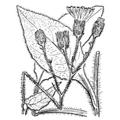 Hieracium umbrosum Jord. 