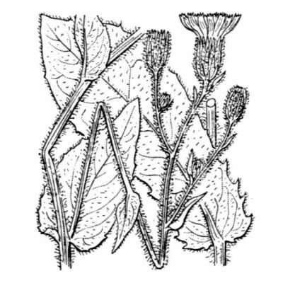 Hieracium viscosum Arv.-Touv. 