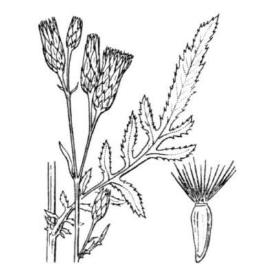 Serratula tinctoria L. 