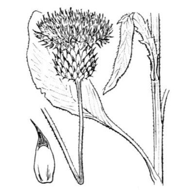Serratula nudicaulis (L.) DC. 