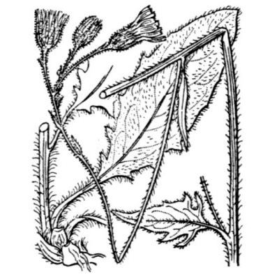 Hieracium lachenalii subsp. cruentifolium (Dahlst. & Lübeck) Zahn 