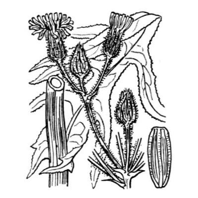 Sonchus palustris L. 