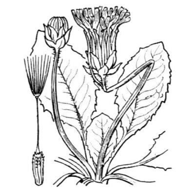 Taraxacum obovatum (Willd.) DC. 