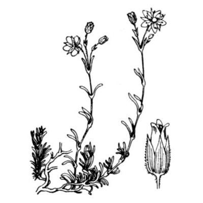 Minuartia recurva (All.) Schinz & Thell. subsp. recurva 